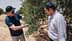 Two men examining the branches of an olive tree in a field. - Olive Oil Times