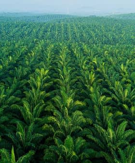 Aerial view of a lush green palm oil plantation with rows of palm trees. - Olive Oil Times