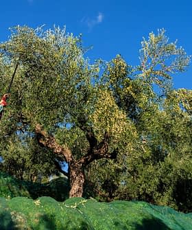 Person using a long pole to harvest olives from an olive tree in a field. - Olive Oil Times