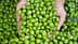 Two hands holding a collection of fresh green olives, showcasing their natural color and texture. - Olive Oil Times