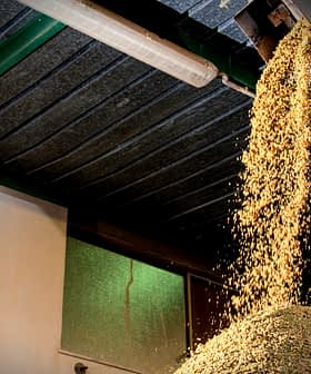 Grain cascading from a hopper onto a pile on the ground in a warehouse setting. - Olive Oil Times