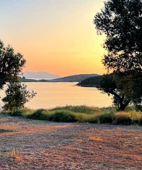 An olive grove at sunset in Albania