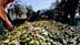 A close-up view of harvested olives spread on the ground with olive branches. - Olive Oil Times