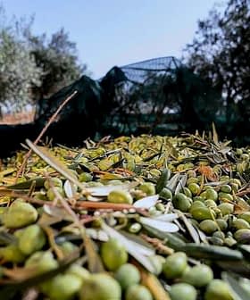 A close-up view of harvested olives spread on the ground with olive branches. - Olive Oil Times