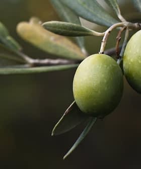 Two green olives hanging from a branch with olive leaves in a natural setting. - Olive Oil Times