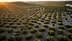 Aerial view of a large olive grove with rows of olive trees under a setting sun. - Olive Oil Times
