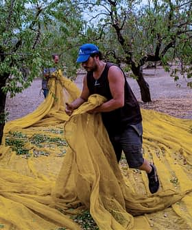 Man in a blue cap gathering olives on a yellow net spread under olive trees. - Olive Oil Times