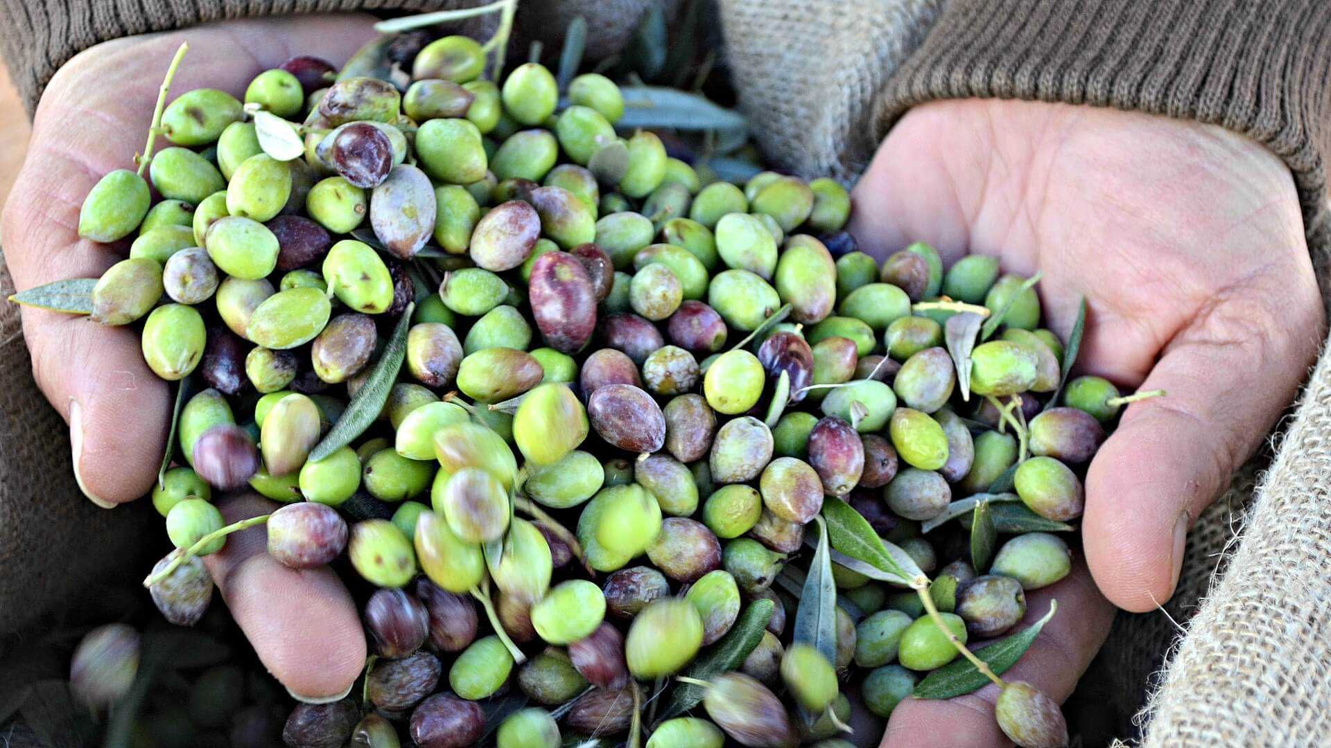 Hands holding a mix of green and purple olives with leaves in a natural setting. - Olive Oil Times