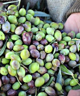 Hands holding a mix of green and purple olives with leaves in a natural setting. - Olive Oil Times