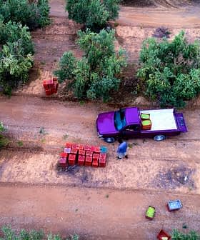 Aerial view of a truck parked in an olive grove with harvesting crates on the ground. - Olive Oil Times