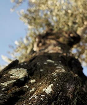 Close-up view of an olive tree trunk with textured bark and green leaves in the background. - Olive Oil Times