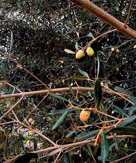 Branch of an olive tree featuring green olives among leaves in a natural setting. - Olive Oil Times