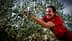 Woman in a red shirt smiling while harvesting olives from an olive tree. - Olive Oil Times