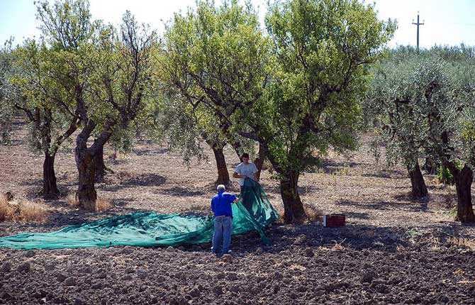 Europe Puzzled by Olive Tree Epidemic