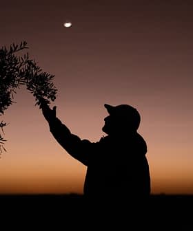 Silhouette of a person reaching towards an olive tree branch against a twilight sky. - Olive Oil Times