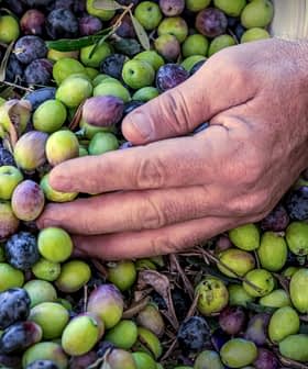 A hand reaching towards a pile of green and black olives on a surface. - Olive Oil Times