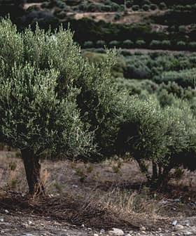 An olive tree with green leaves standing in a field with other olive trees in the background. - Olive Oil Times
