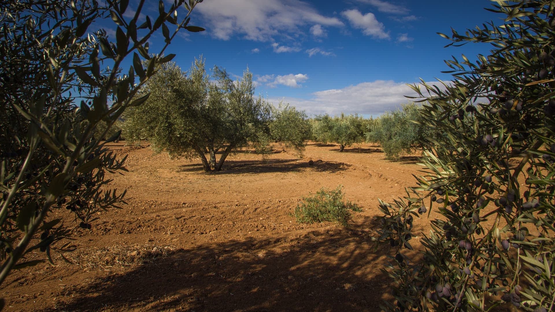 Olive trees arranged in rows on a dirt field under a blue sky with clouds. - Olive Oil Times