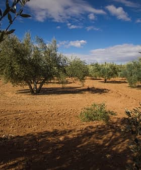 Olive trees arranged in rows on a dirt field under a blue sky with clouds. - Olive Oil Times
