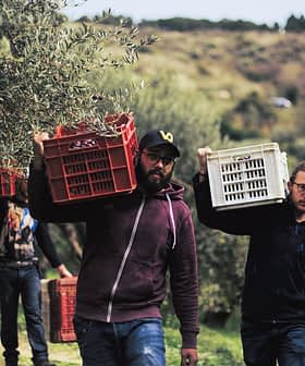 Two men carrying baskets filled with olives during the harvest season in an olive grove. - Olive Oil Times