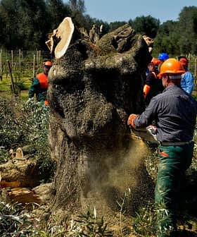 Workers in safety gear cutting down a large tree stump in an olive grove. - Olive Oil Times