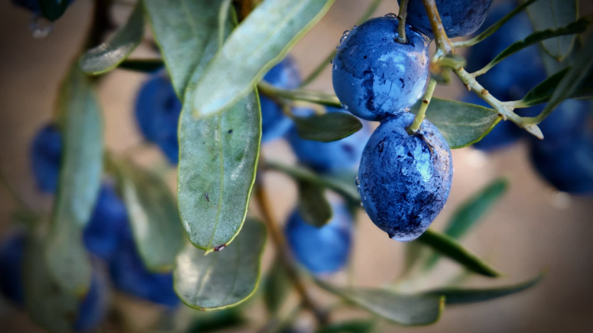 Close-up image of fresh blue olives hanging from a branch with green leaves. - Olive Oil Times